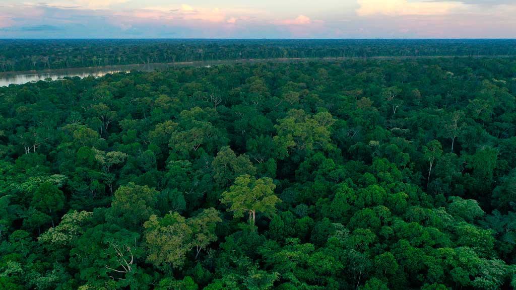 COP26: European Commission announces €1 billion pledge to protect world forests