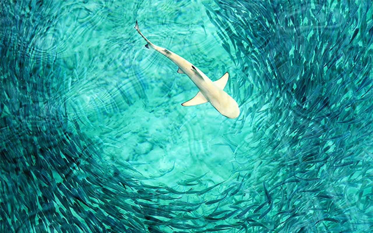 ¿Hacia dónde nadan 10.000 tiburones ballena en peligro de extinción? La IA lo sabe