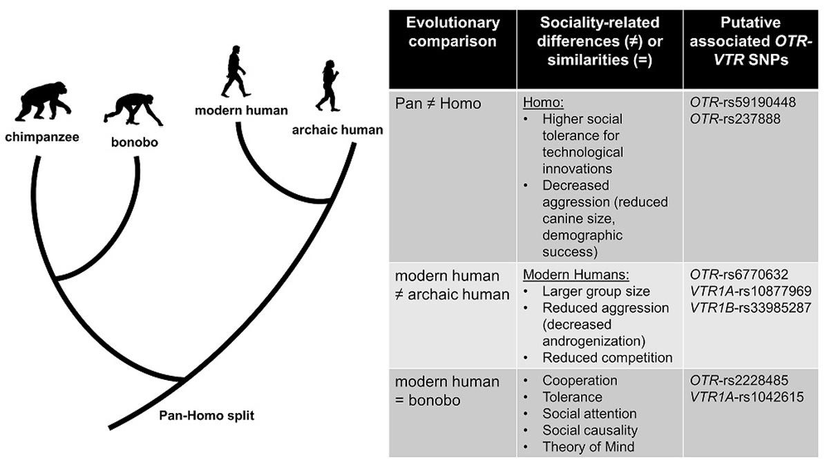 ¿Qué nos podría decir la oxitocina sobre la evolución de la conducta prosocial?