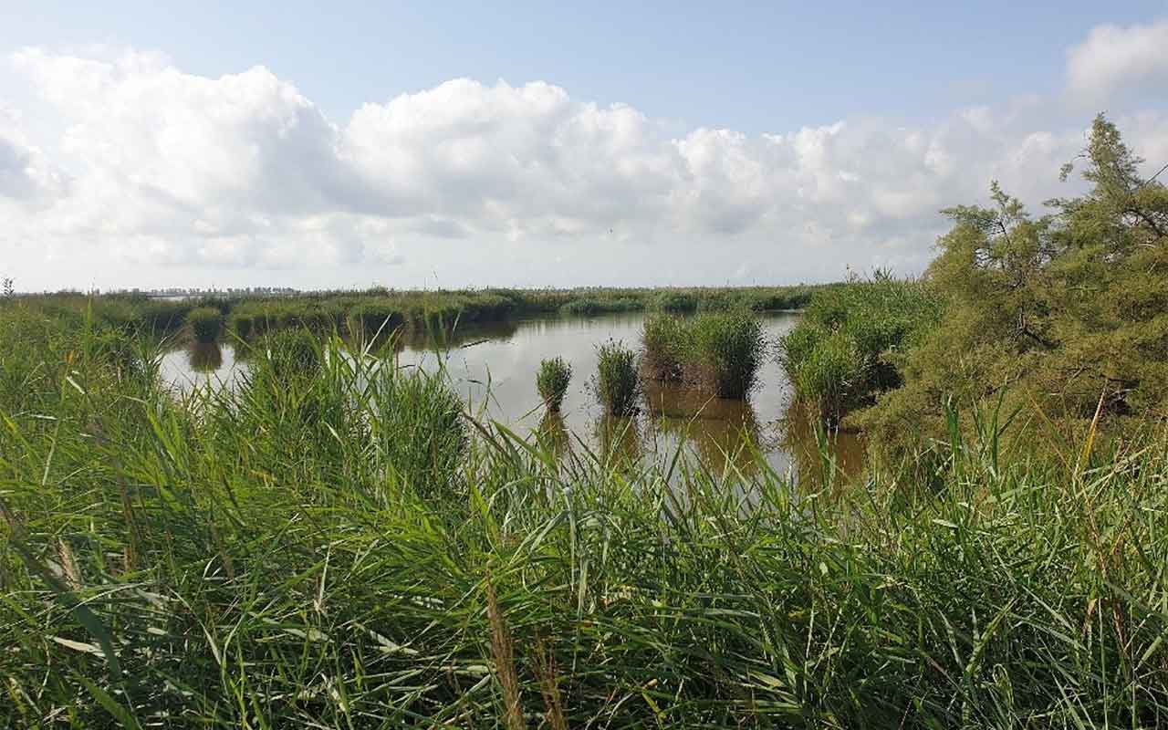 Los contaminantes orgánicos amenazan los ecosistemas acuáticos de las áreas de alto valor ecológico en España
