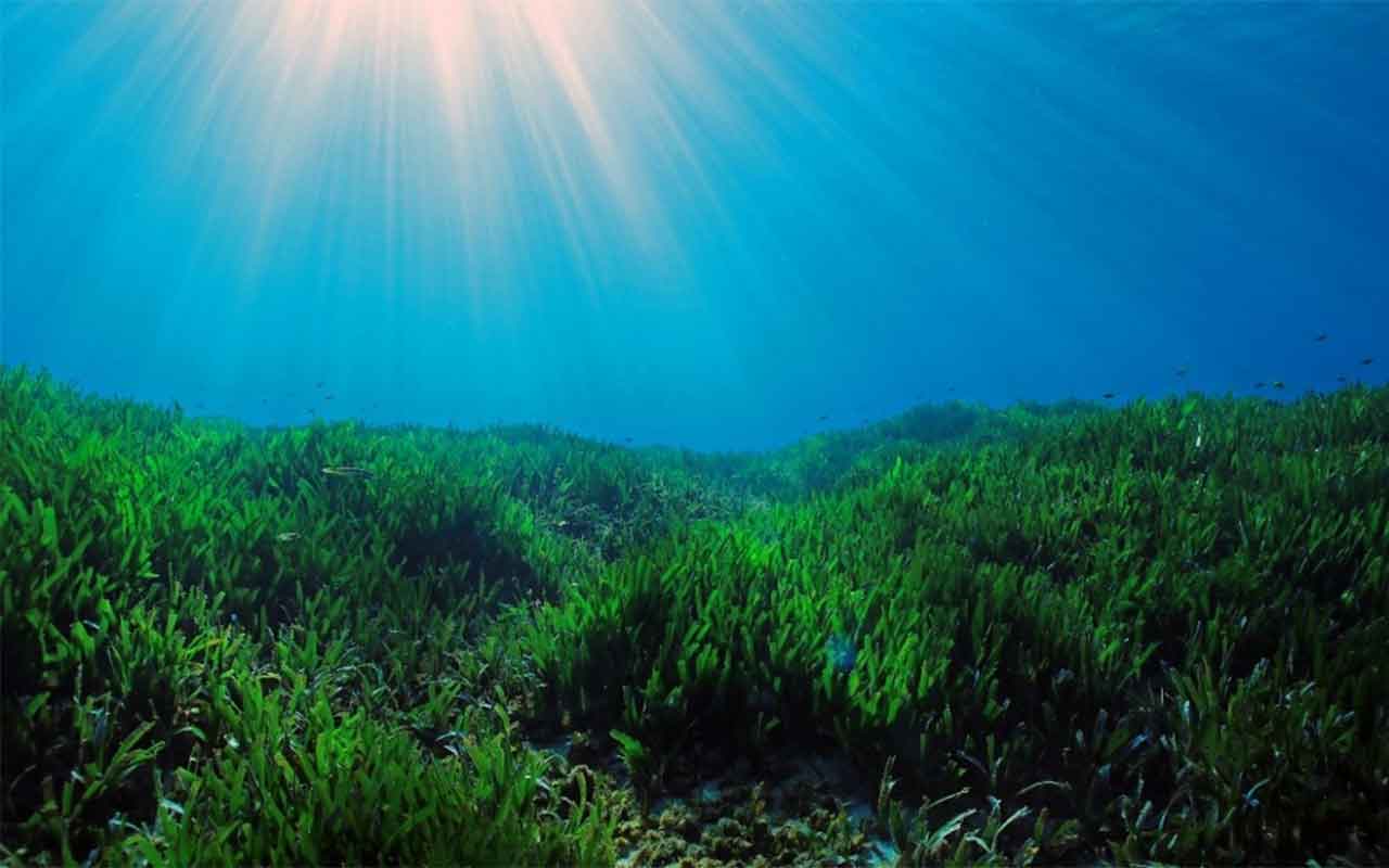 Aprobada la primera metodología de contabilidad del carbono para la conservación del medio marino Aprobada la primera metodología de contabilidad del carbono para la conservación del medio marino