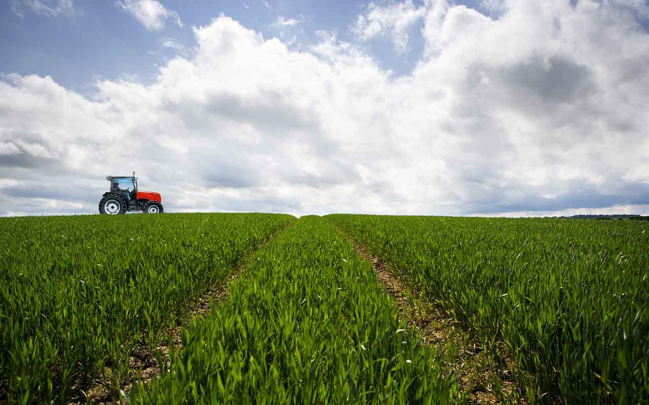Cepsa y CSIC investigarán la plantación de cultivos energéticos en zonas rurales para producir biocombustibles