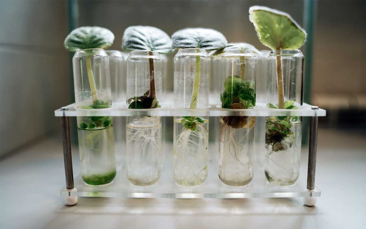 Un nuevo paquete de medidas sobre técnicas genómicas, reproducción de material vegetal, suelo y desperdicio alimentario