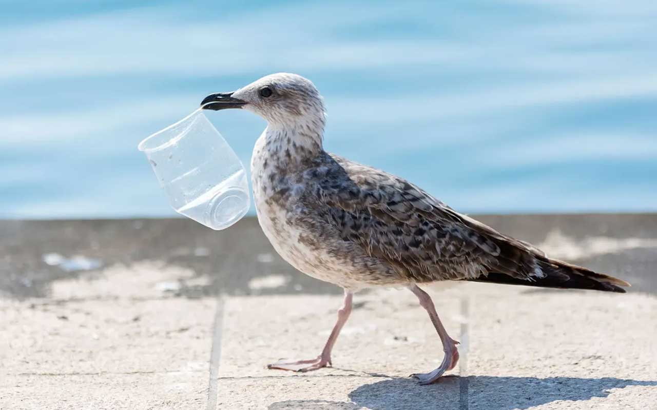 La enfermedad del plástico ya tiene nombre: plasticosis