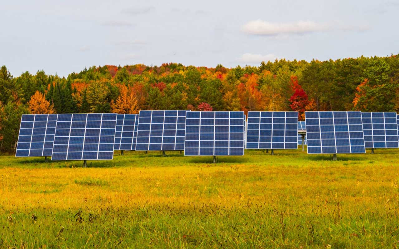 More solar energy is needed, but clearing forests for panels may not be the way to do it