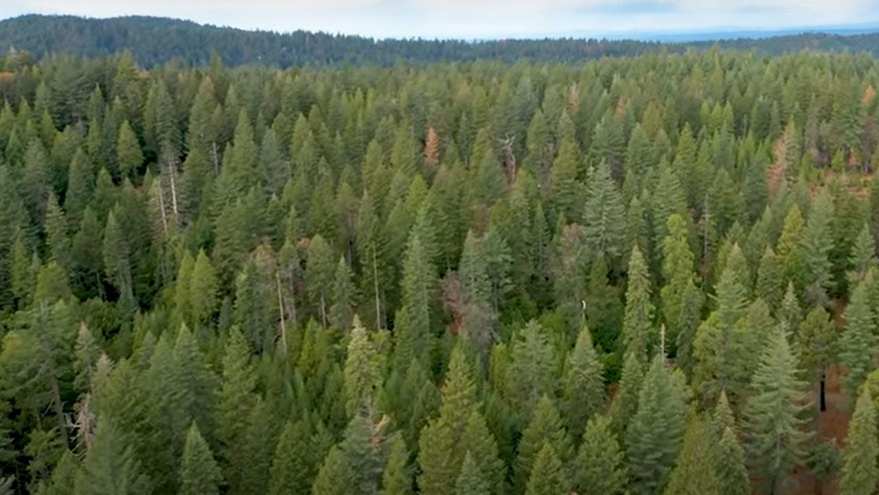 Twenty-year study confirms California forests are healthier when burned — or thinned