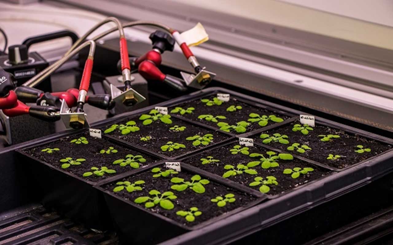 Una investigación abre las puertas a la mejora genética de plantas de interés comercial