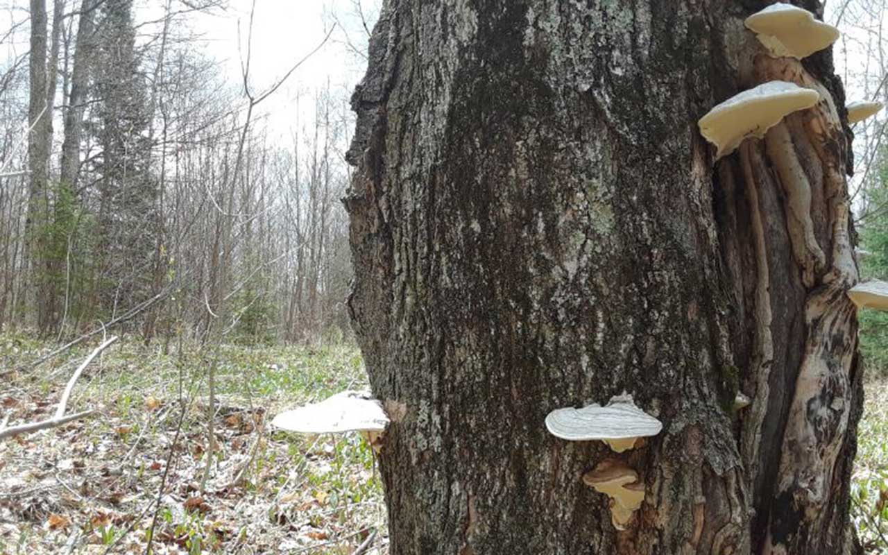 Fungi and future forest health