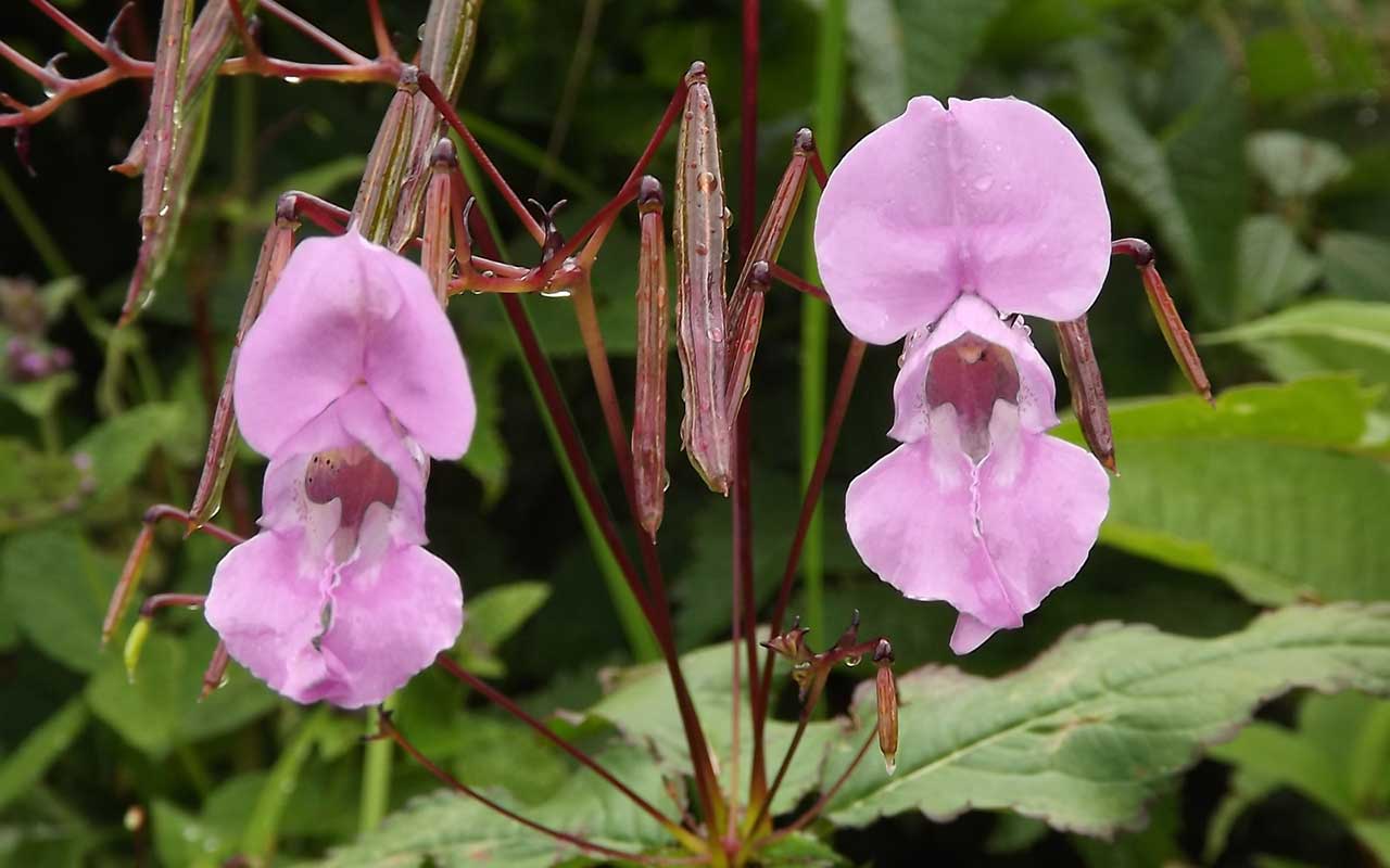Se crea la primera base de datos sobre los impactos de las plantas invasoras en Europa