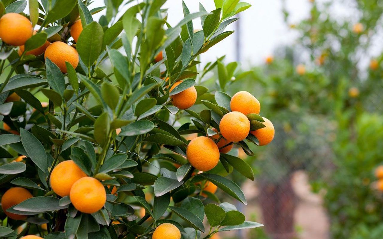 ¿Cómo ha cambiado la superficie de frutas y hortalizas en los últimos diez años?