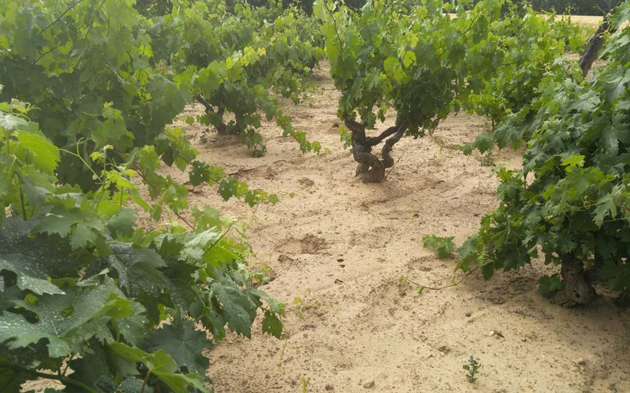 Enmiendas orgánicas para la contaminación por antibióticos en suelos agrícoles