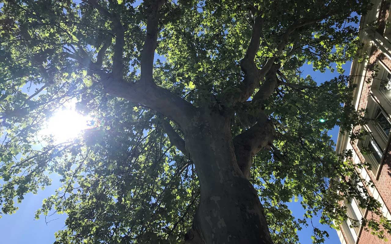 Un estudio a escala global con participación del ICIFOR-INIA-CSIC analiza la capacidad del arbolado urbano de mitigar las altas temperaturas