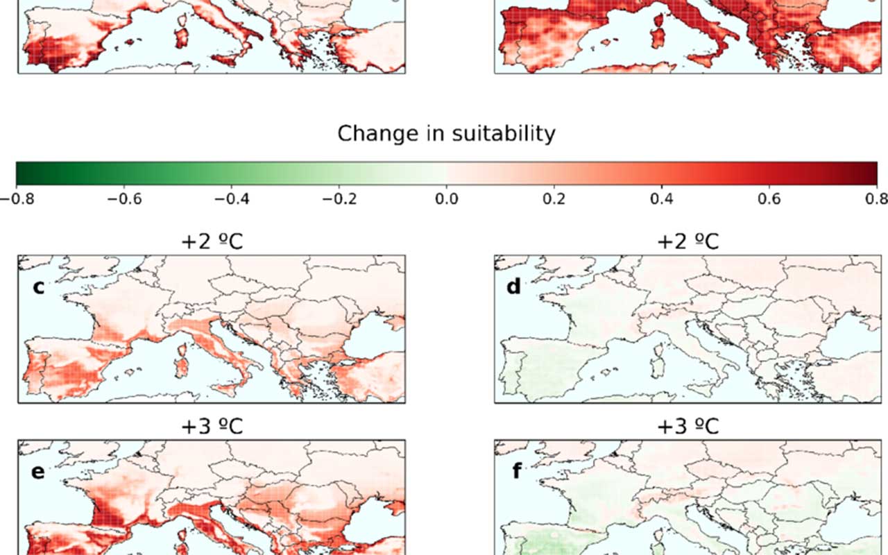 El cambio climático potencia la bacteria que devora olivos en el Mediterráneo