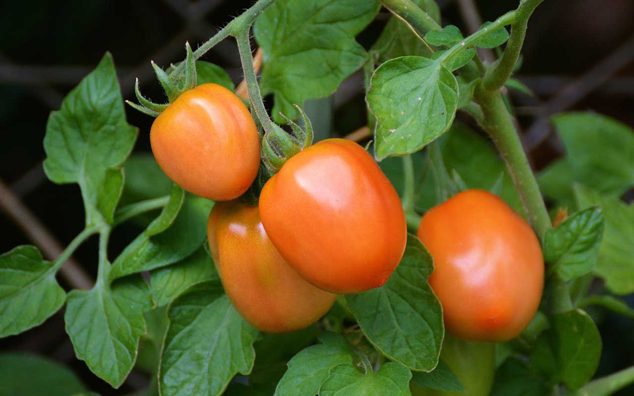 Nuevas líneas de tomate Muchamiel y de Pera