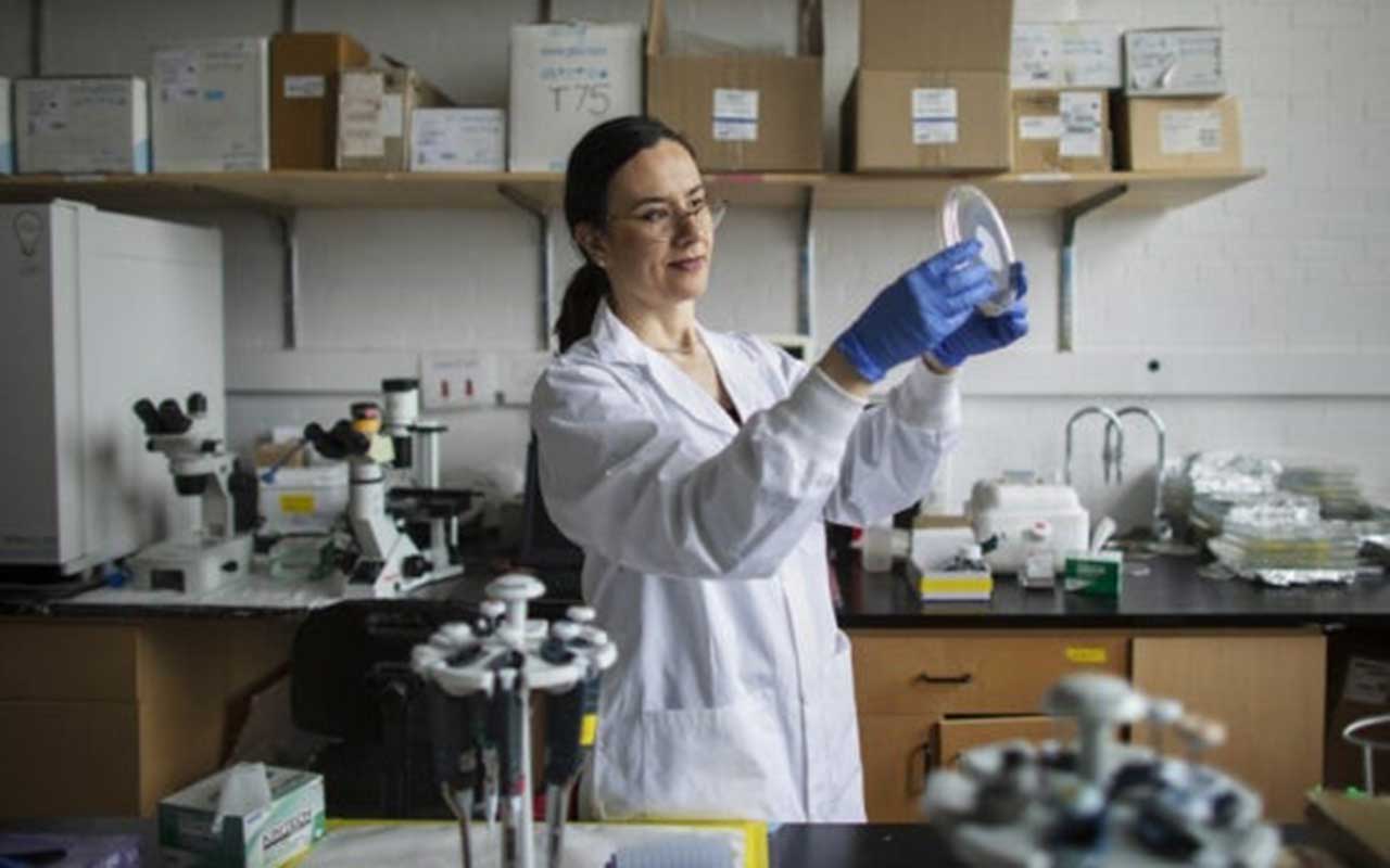 U of T researchers integrate crucial immune cells onto heart-on-a-chip platform