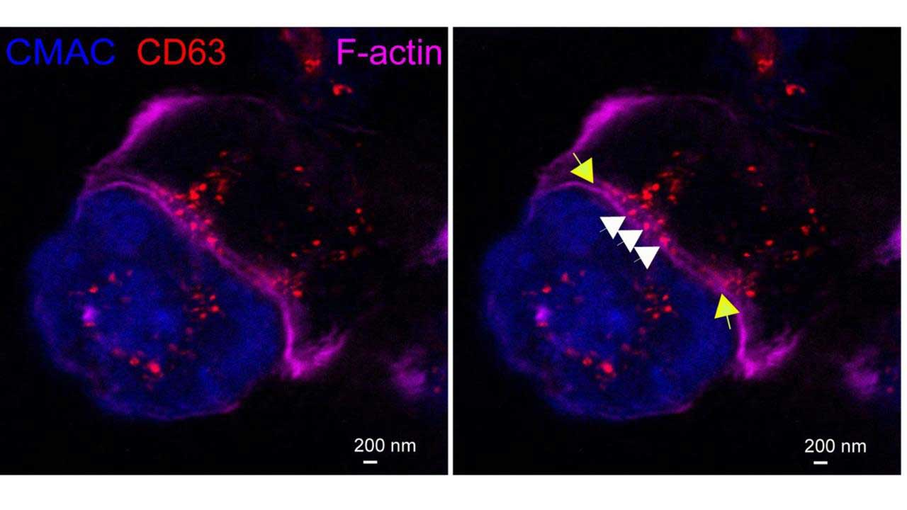 Descubren nuevos mecanismos en la sinapsis inmune que podrían mejorar terapias contra el cáncer y enfermedades autoinmunes