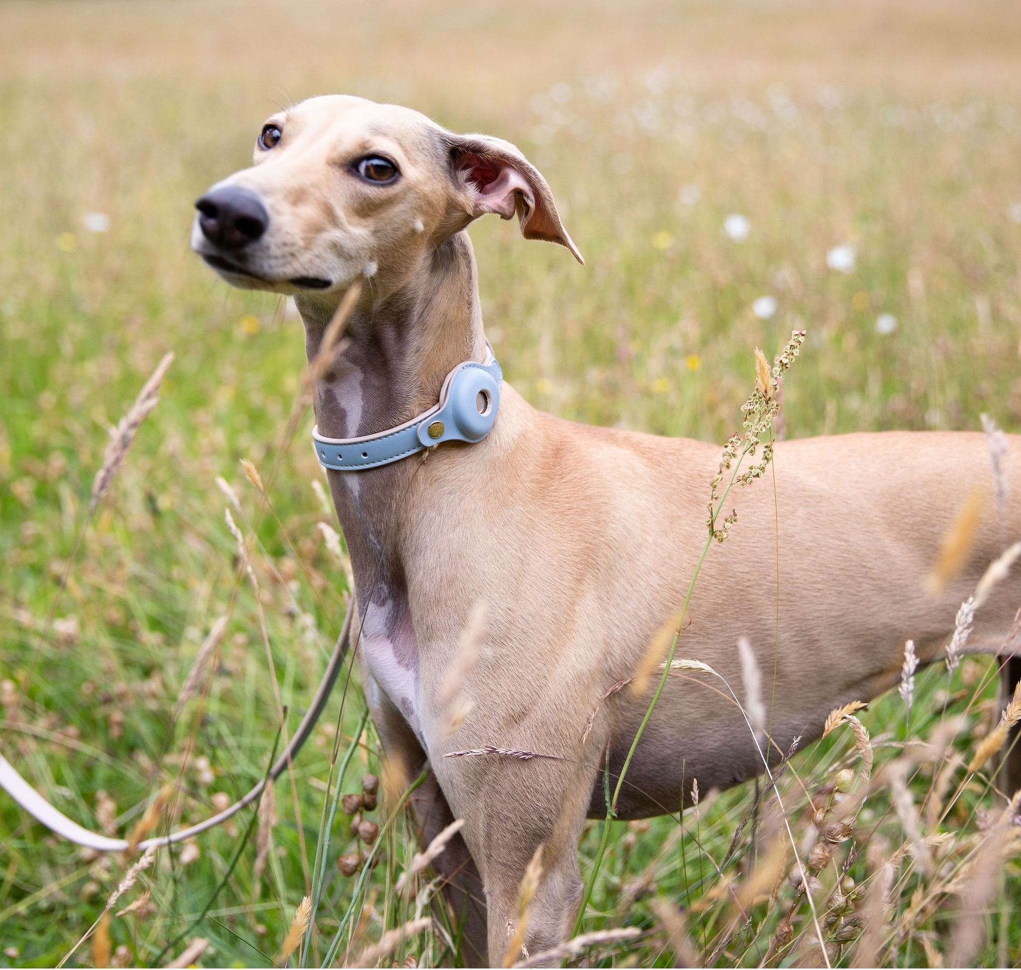 ‘Pet tech’: la tecnología para el cuidado de las mascotas vive un ‘boom’ imparable ‘Pet tech’: la tecnología para el cuidado de las mascotas vive un ‘boom’ imparable