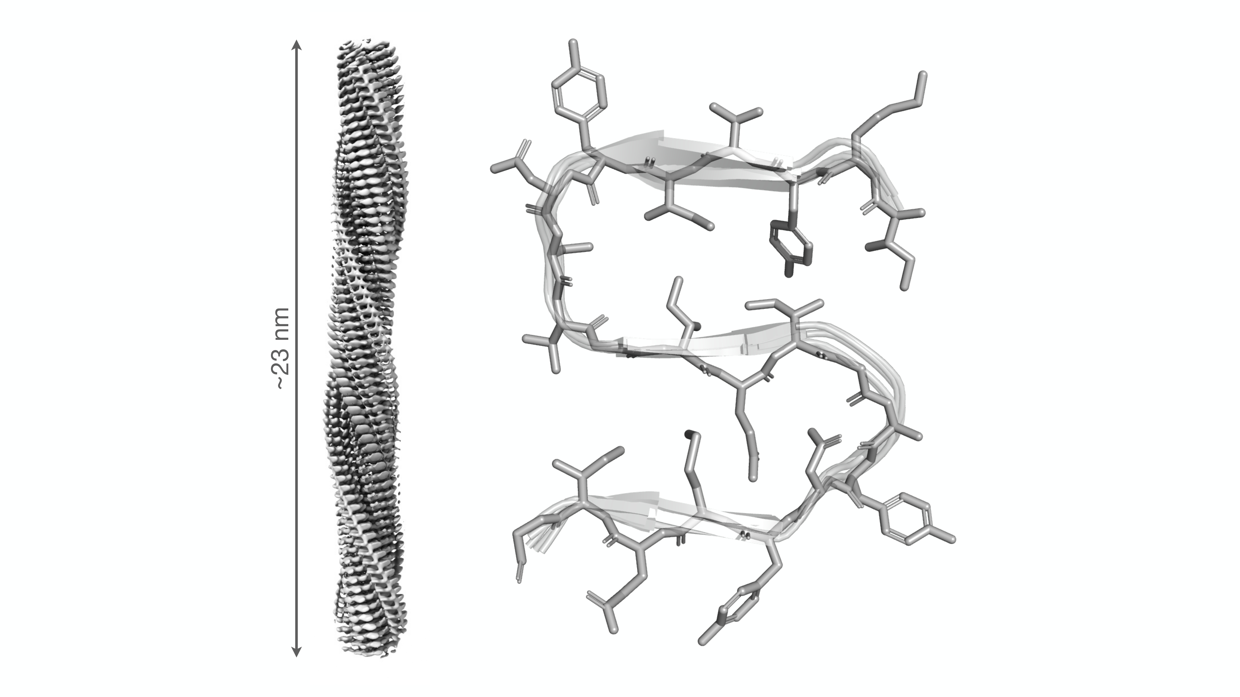 Determinan la estructura atómica de una proteína clave en la regulación de la muerte celular en enfermedades neurodegenerativas