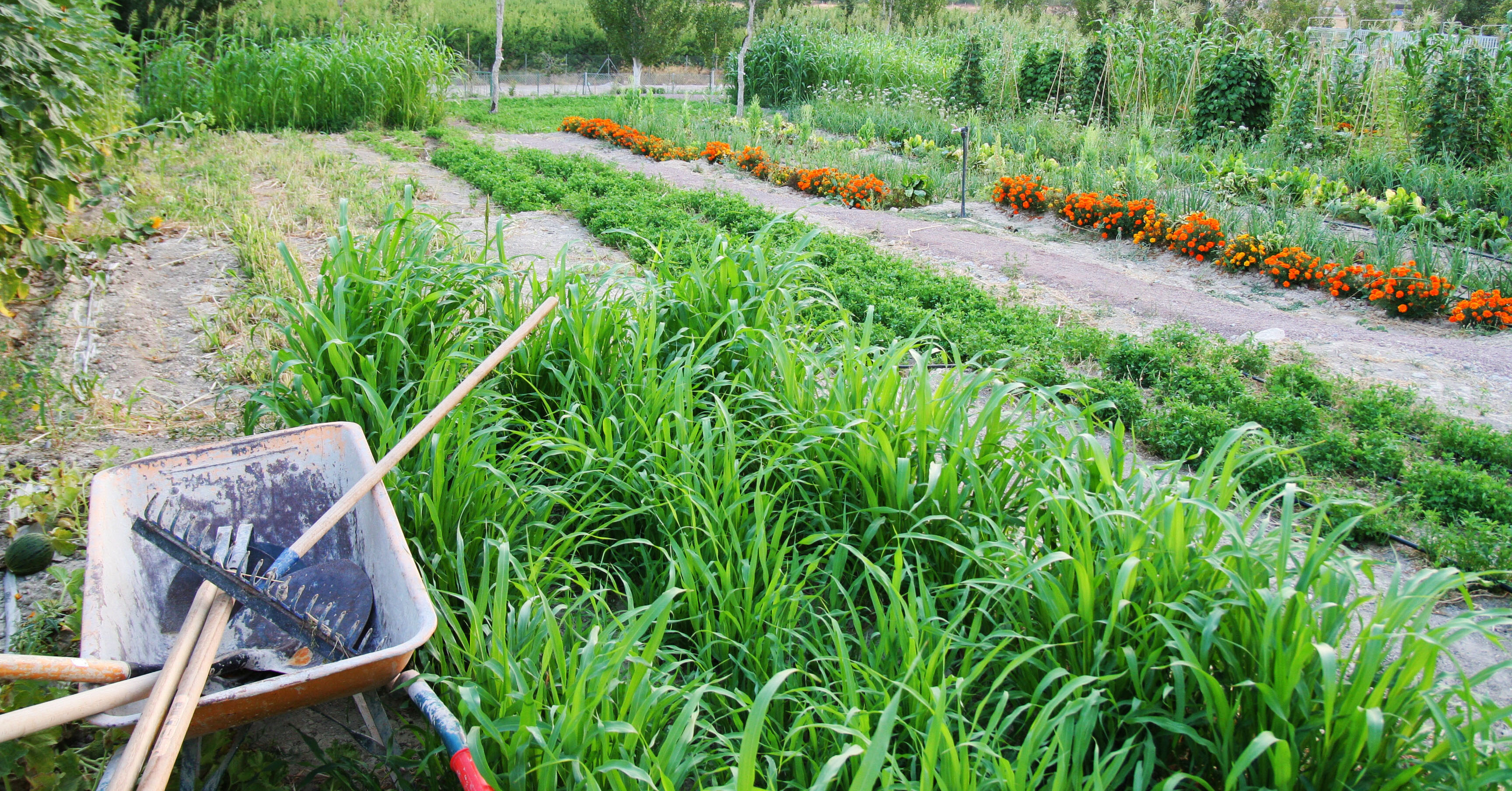Accelerating the transition to agroecology through Living Labs