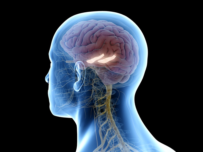 El cerebro tiene un "radar" contra la incertidumbre: así nos prepara el hipocampo para las sorpresas