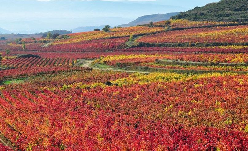 Wineyard