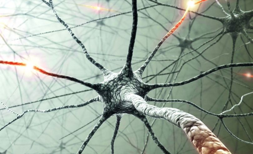 Cutured neurons