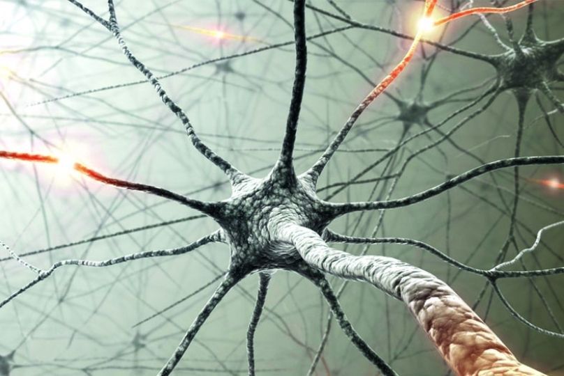 Neuronas de laboratorio