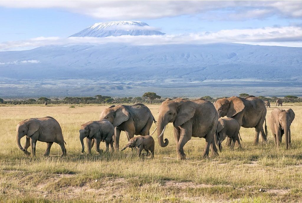 Elefantes africanos frente al Kilimanjaro