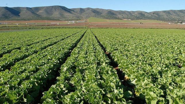 Campo Andaluz