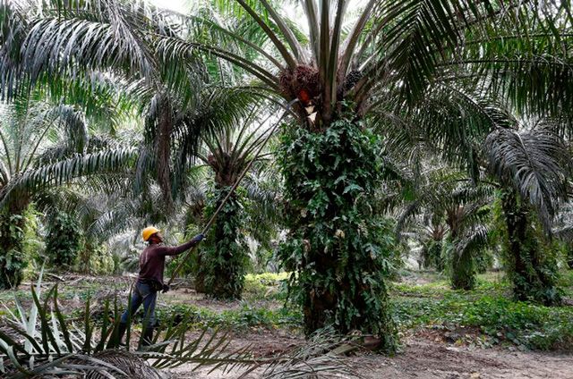 Palm oil