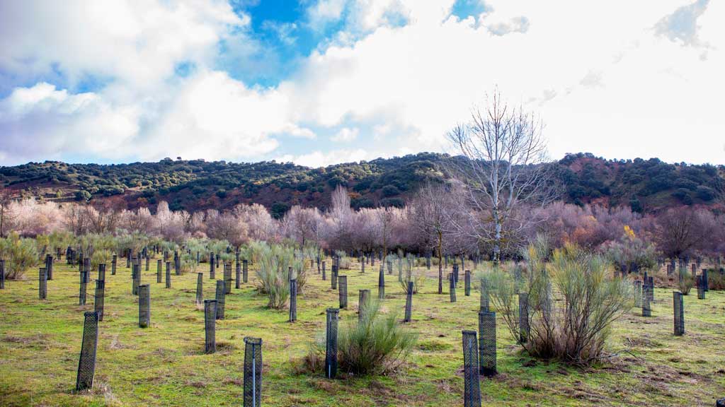 Microsoft y Fundación Repsol colaboran en un proyecto conjunto de reforestación