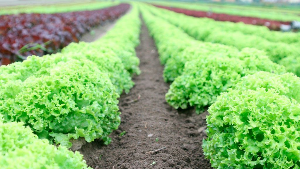 Castellón y Generalitat impulsan un nuevo plan de formación sobre cultivos hortícolas para favorecer el relevo generacional