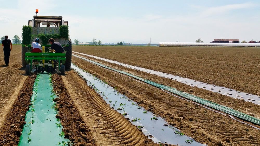 El Grupo AN realiza ensayos para sustituir el plástico en el cultivo de tomates, pimientos y alcachofas