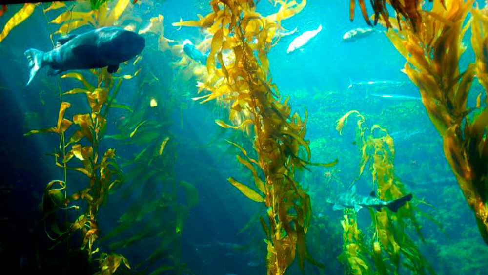 Farmed seafood is a climate smart form of agriculture