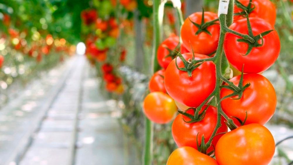 Using Historical Data to Design and Optimize Non-Target Terrestrial Plant Testing