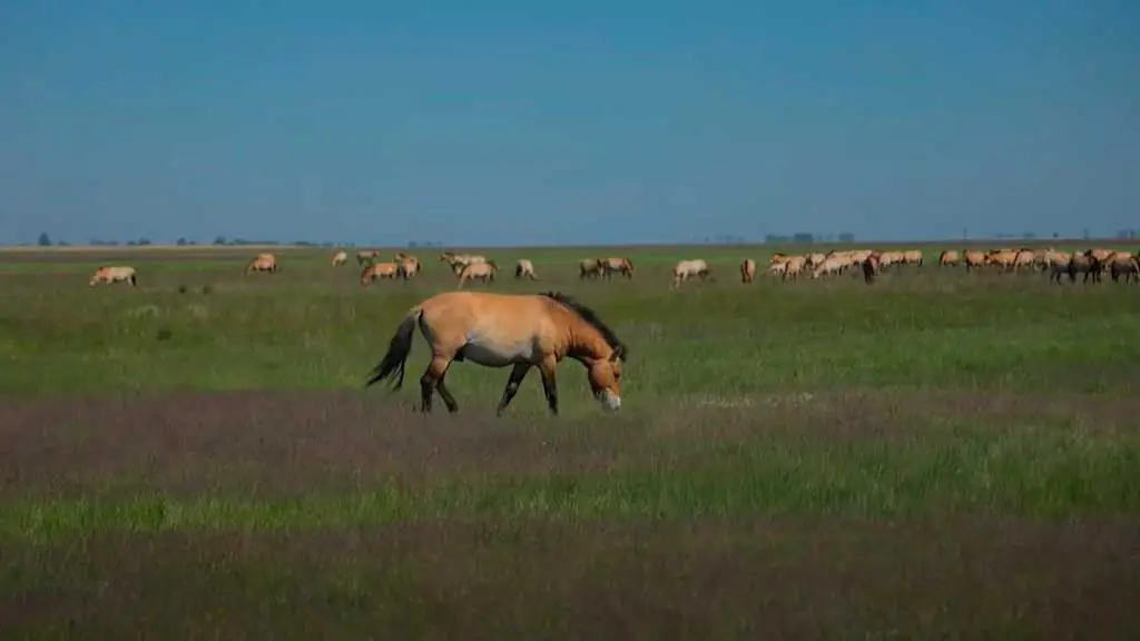 La Inteligencia Artificial libra a los caballos salvajes de la extinción