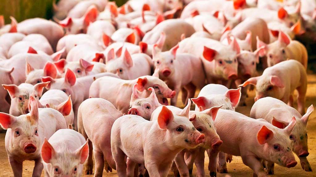 INTERPORC lleva a la ONU las demandas del sector ganadero-cárnico español como protector del medio rural, la biodiversidad y el patrimonio