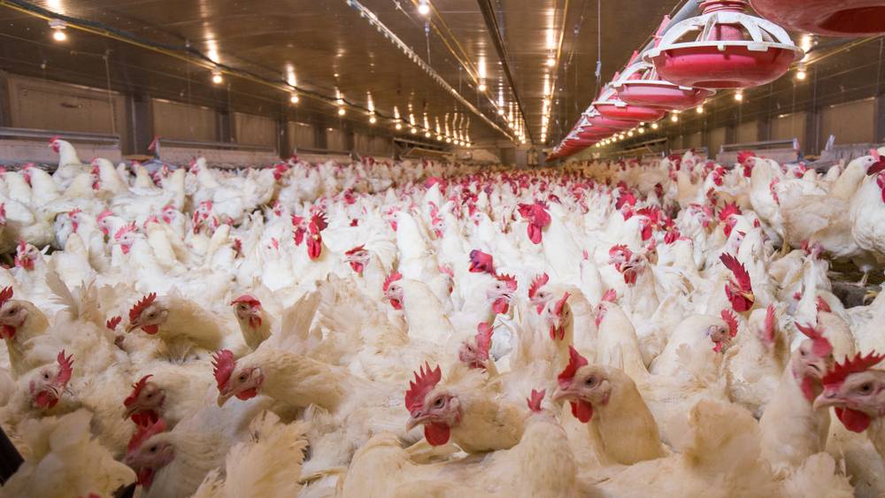 Smart Poultry Farming: Wireless IoT Solution at Kinghoo with SenseCAP LoRaWAN Products