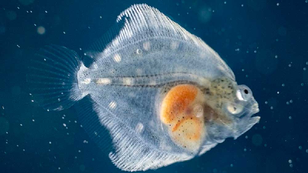 Nueva Pescanova lanza junto a Microsoft el primer concurso de innovación abierta en pesca y acuicultura