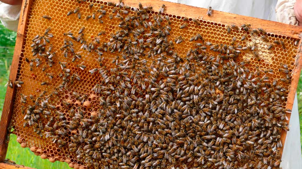 Ayudas por más de 298.000 euros para proyectos de investigación aplicada en el sector apícola