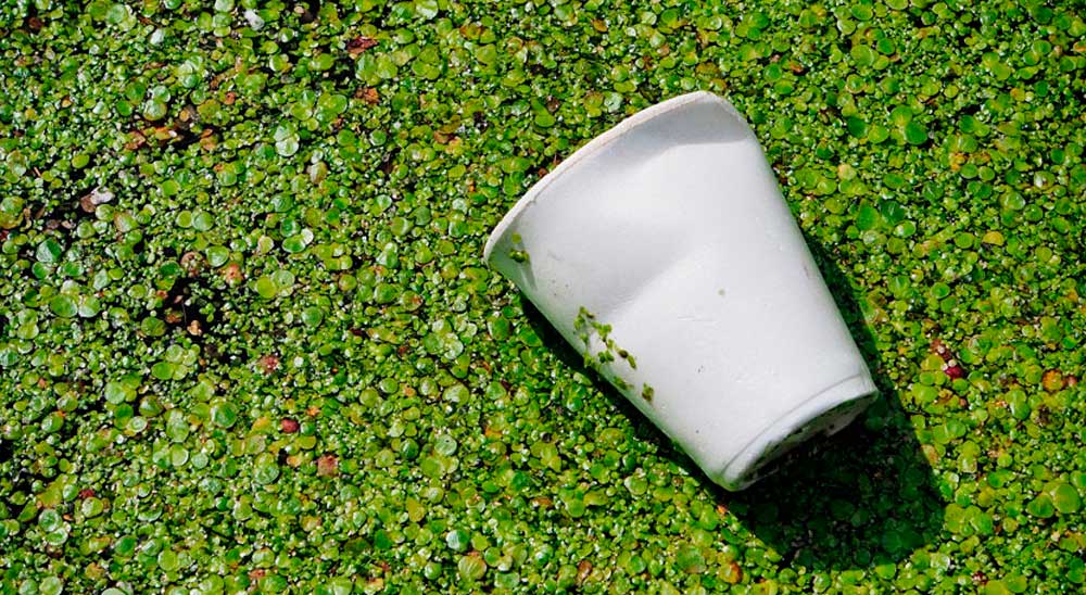 From plastic to plant: transforming bioplastics into fertilizer