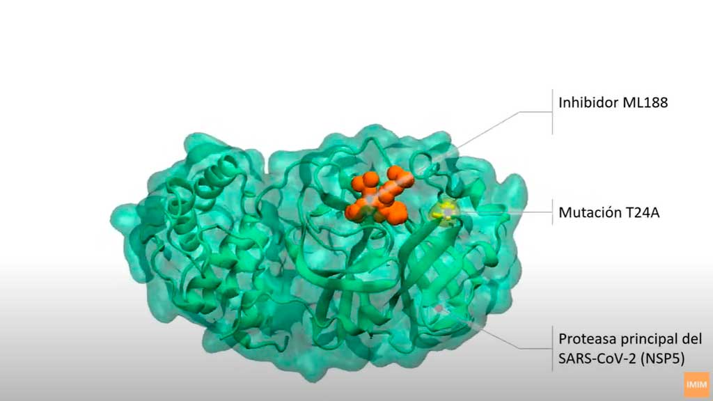 Nueva herramienta en línea que permite predecir el impacto de las mutaciones del SARS-CoV-2 en las proteínas que forman parte de él