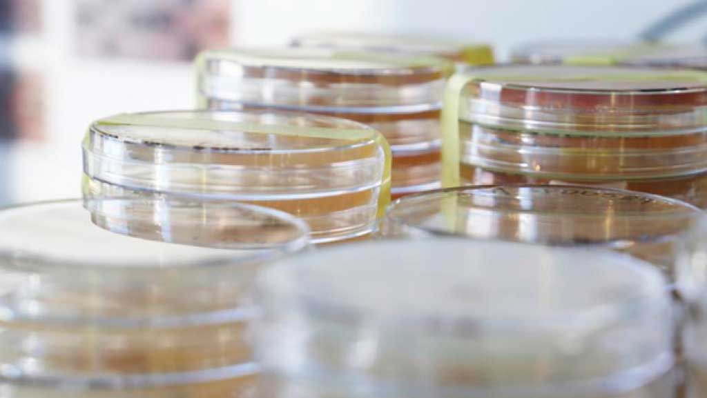 Valio and VTT researching future food production using cellular agriculture methods