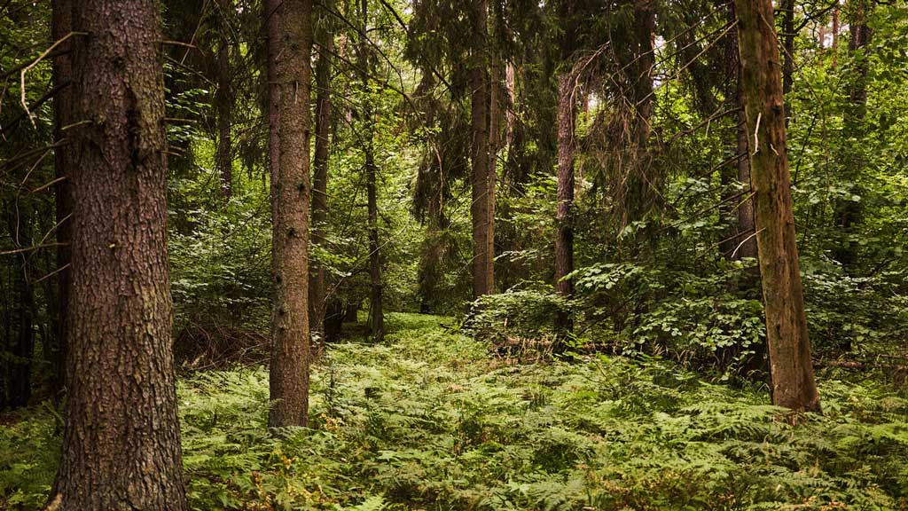 Letter to EU Commission on sustainable carbon cycles