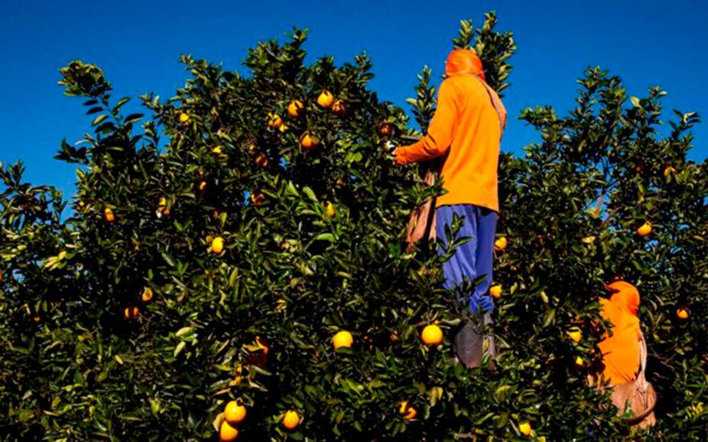 UF developing smart technology to help citrus farmers