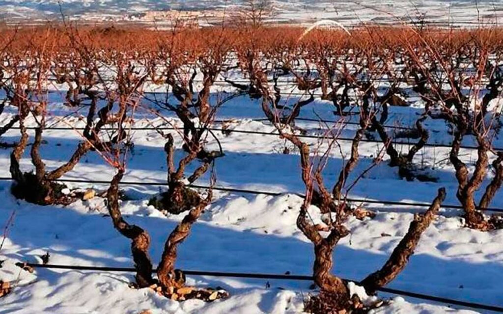 Tecnología cloud para salvar el vino, uva a uva, de los peligros de las heladas tardías causadas por el cambio climático