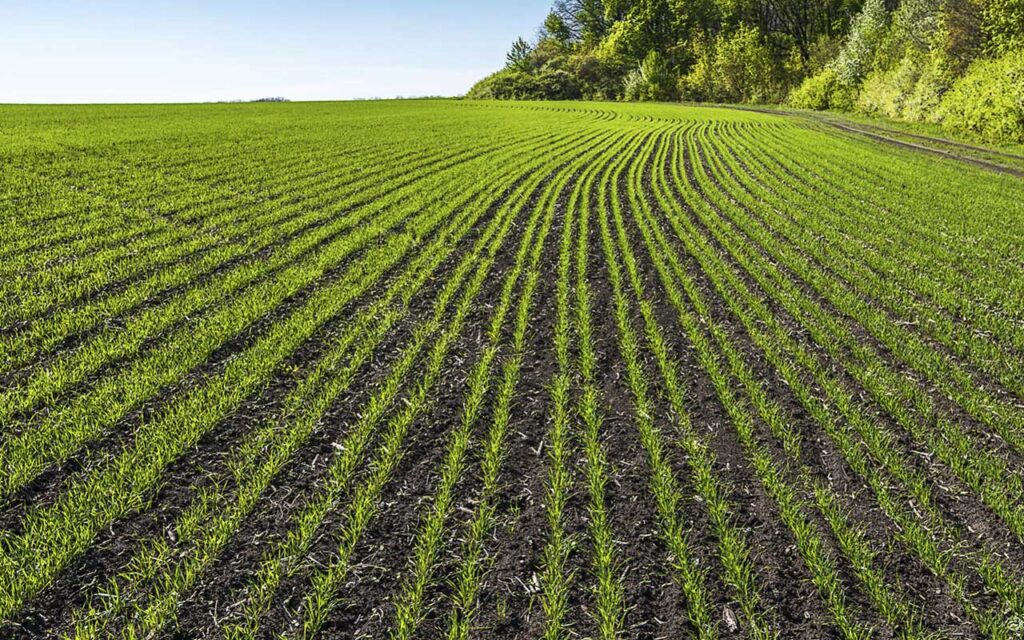 Llega al campo español Revycare®, el nuevo y esperado fungicida de BASF que marcará un antes y un después en el cuidado del cereal