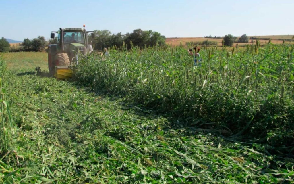 ¿Cómo mejorar la gestión de los cultivos en horticultura ecológica?