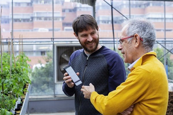 Inteligencia artificial para detectar enfermedades y plagas en cultivos hortícolas
