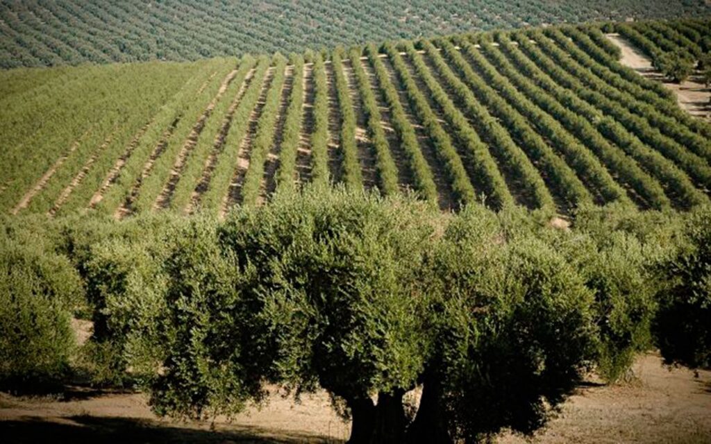 La española Seresco desarrolla una plataforma cloud que incrementa un 13% la eficiencia del cultivo del olivar